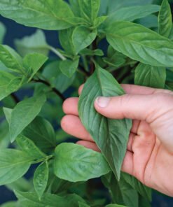 Basil - Thai Prospera