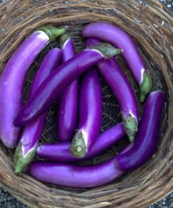 Eggplant - Ping Tung