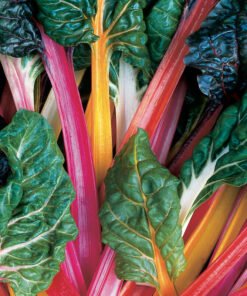 Swiss Chard - Bright Lights