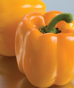 Bell Pepper - Yellow