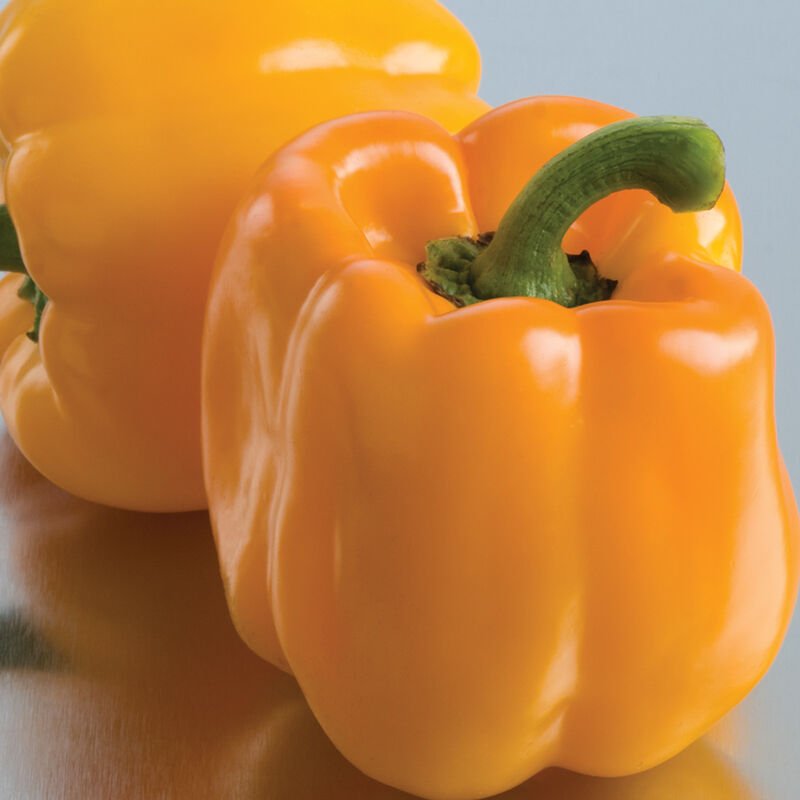 Bell Pepper - Yellow
