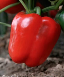 Bell Pepper - Red