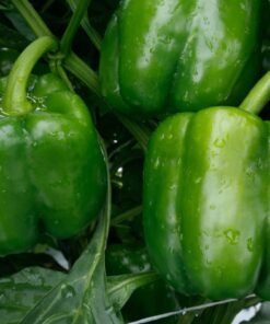 Bell Pepper - Green