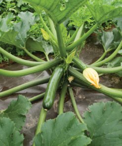 Zucchini - Green Machine