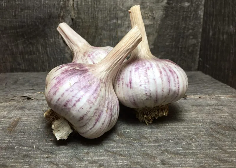 Garlic - Korean Red