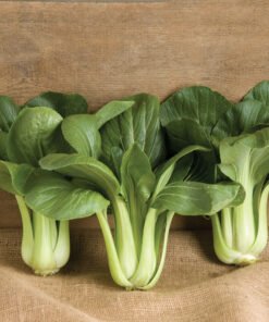 Bok Choi - Black Summer