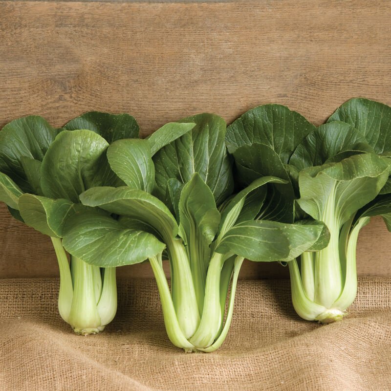 Bok Choi - Black Summer