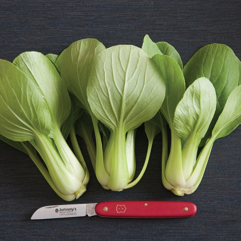 Bok Choi - Li Ren Choi