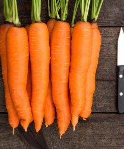 Carrot - Tendersweet