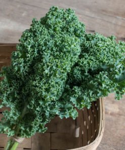 Kale - Darkibor