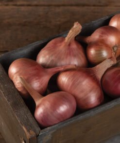 Onion Shallot - Metador