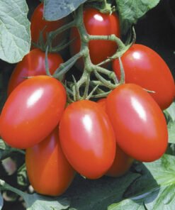 Tomato - Juliet