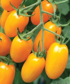 Tomato - Nova Orange