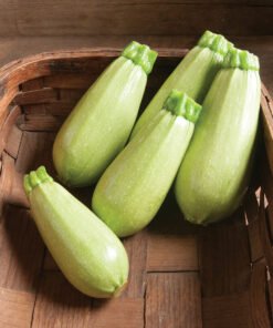 Zucchini - Magda