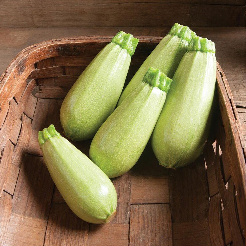 Zucchini - Magda